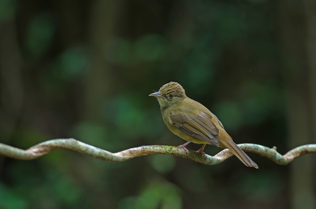 Bulbul aux yeux gris (Iole propinqua) sur un arbre