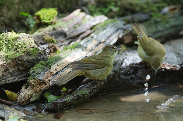 Bulbul aux yeux gris (Iole propinqua) dans la nature