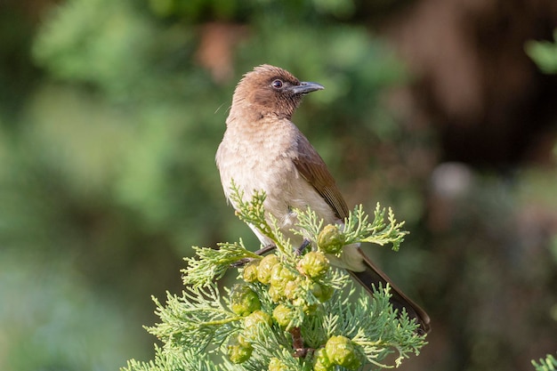 Bulbul commun Pycnonotus barbatus Melilla Espagne