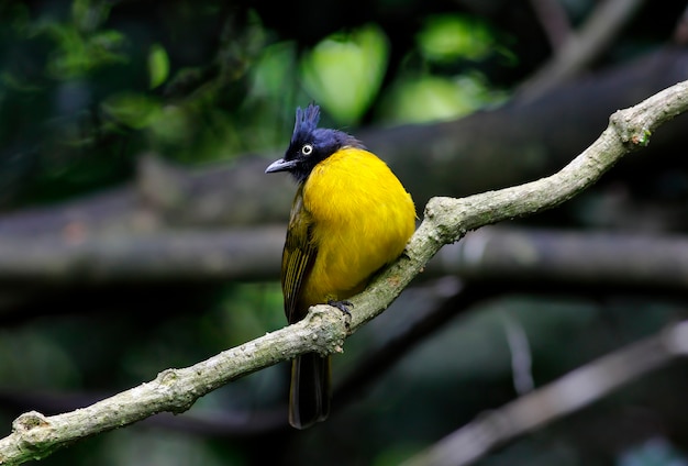 Bulbul à crête noire Pycnonotus flaviventris Beaux oiseaux de Thaïlande