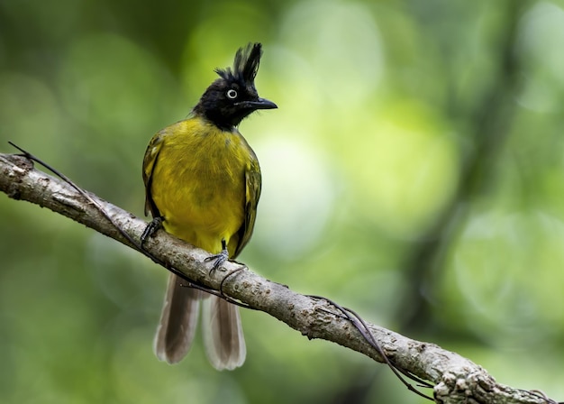 Le bulbul à crête noire se percher sur une branche d'arbre Thaïlande