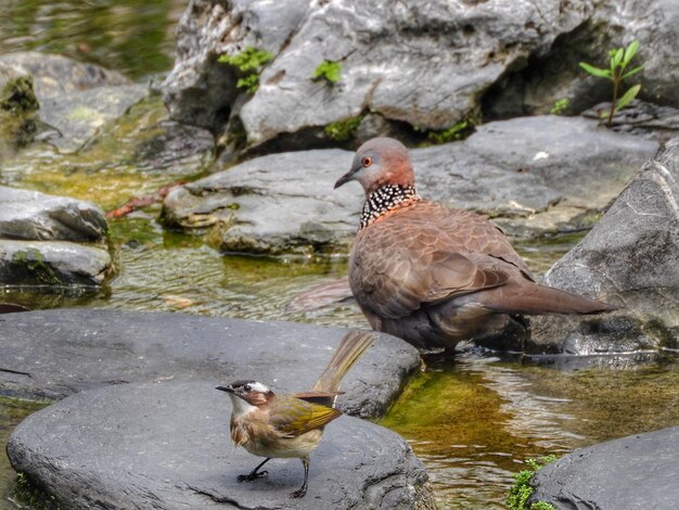 Photo un bulbul éclairé et un pigeon