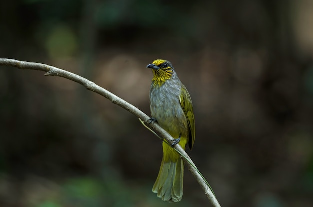 Bulbul à gorge rayée sur une branche