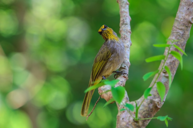 Bulbul à gorge rayée, debout sur une branche dans la nature