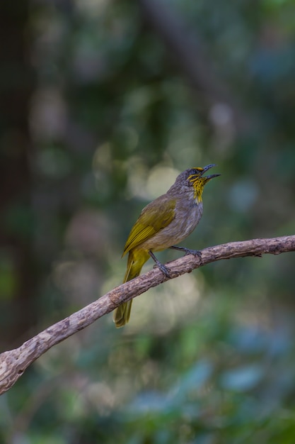 Bulbul à gorge rayée, debout sur une branche dans la nature