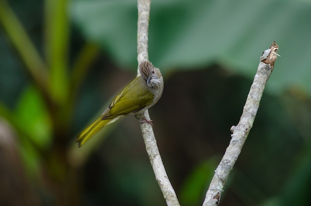 Bulbul de montagne (Ixos mcclellandii) dans la nature