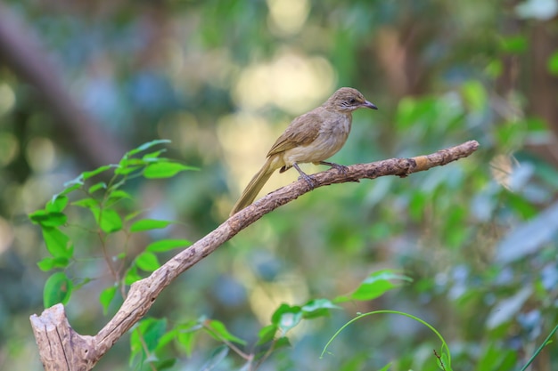 Bulbul à oreille droite (Pycnonotus blanfordi) dans la nature