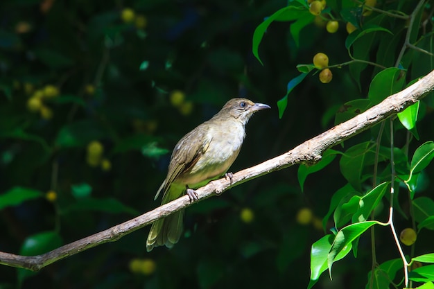 Bulbul à Oreille Rayée