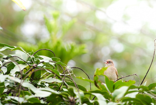 Bulbul à oreille rayée