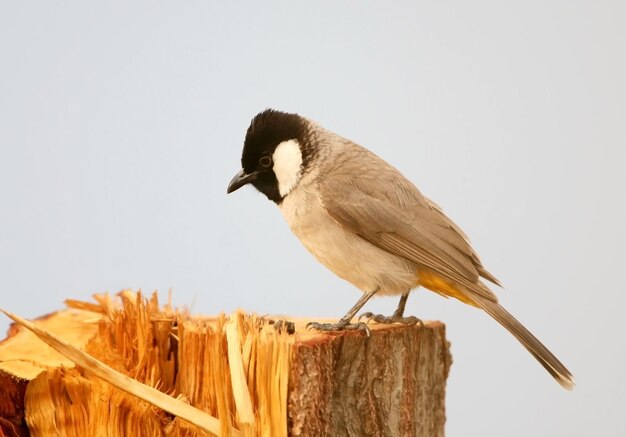 Bulbul à oreilles blanches