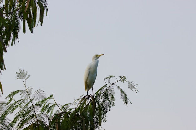 Bulbul rouge se reposant sur la cime de l'arbre après un long vol en été en Inde