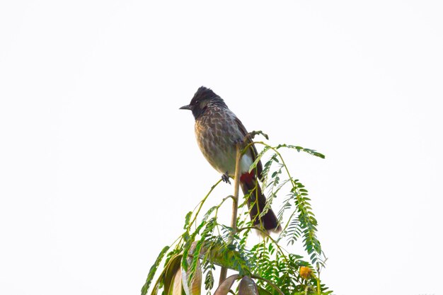 Bulbul rouge se reposant sur la cime de l'arbre après un long vol en été en Inde