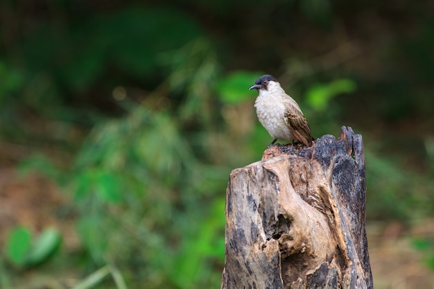 Bulbul à tête de bel oiseau