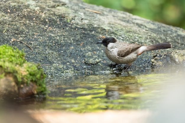 Photo bulbul à tête fuligineuse