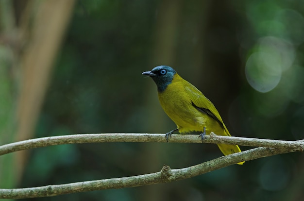 Bulbul à tête noire, Pycnonotus atriceps