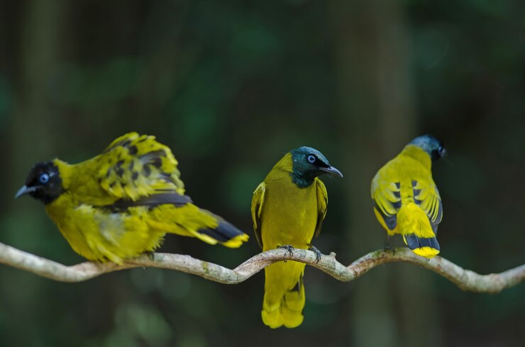 Bulbul à tête noire, Pycnonotus atriceps