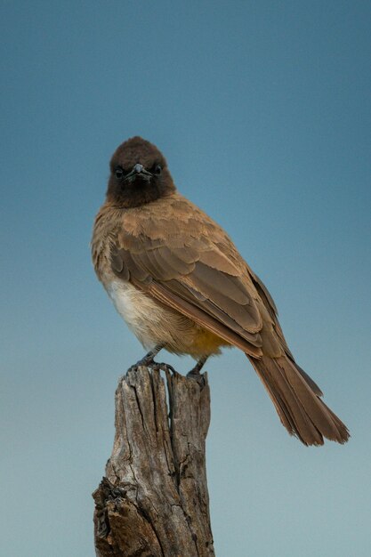 Photo bulbul à ventilation jaune sur une caméra d'observation en bois