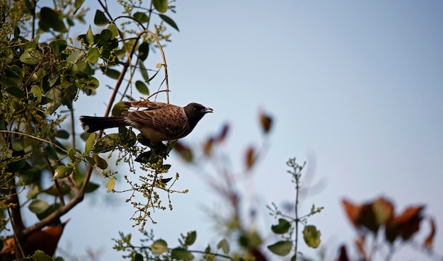 Bulbul à ventilation rouge en Inde