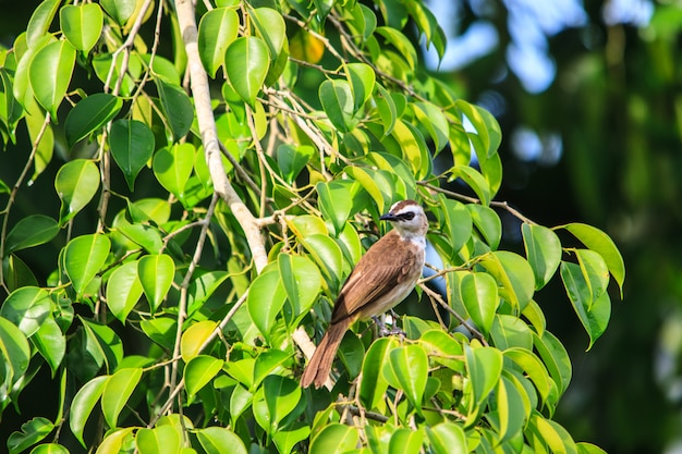 Bulbul à ventre jaune