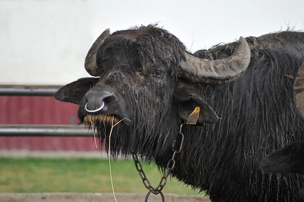 Bull buffalo sur une ferme de buffles après la pluie.