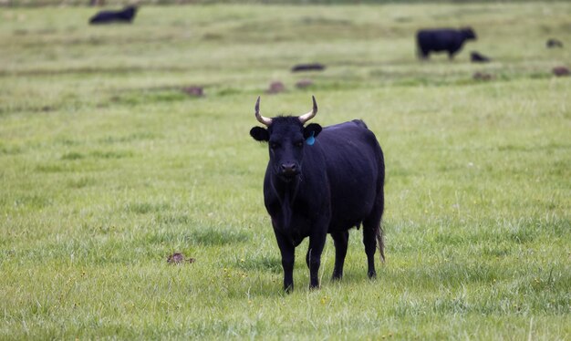 Bull dans un champ vert avec paysage de montagne en arrière-plan