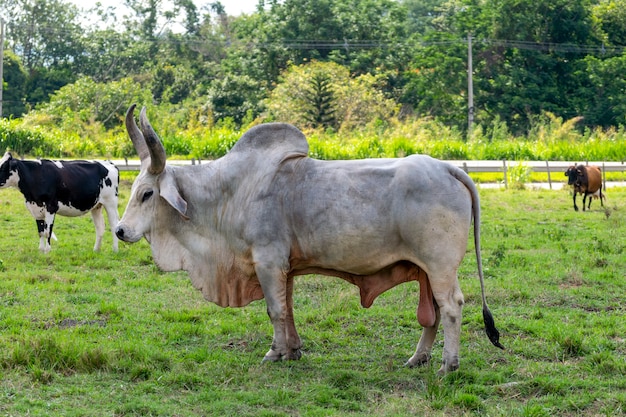 Bull guzera dans le pâturage