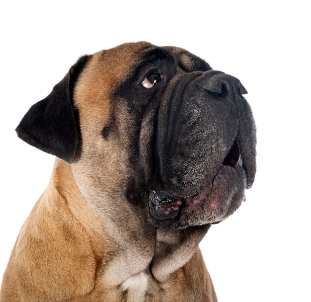 Bull mastiff isolé sur blanc