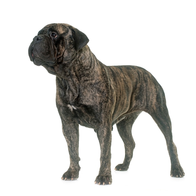 bull mastiff en studio