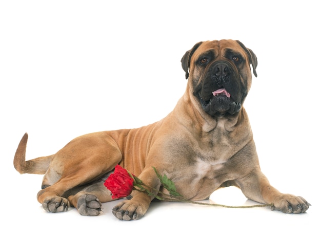 bull mastiff en studio