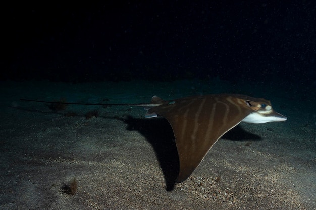 Bull ray duckbill ray ou duckbill eagle ray Aetomylaeus bovinus El Hierro Espagne