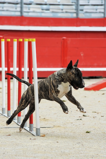 bull terrier en agilité