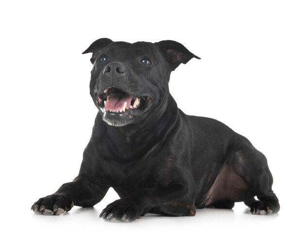 le bull terrier du Staffordshire