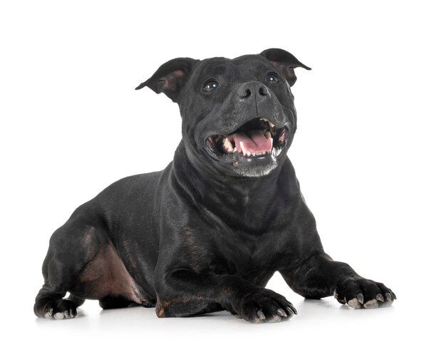 le bull terrier du Staffordshire