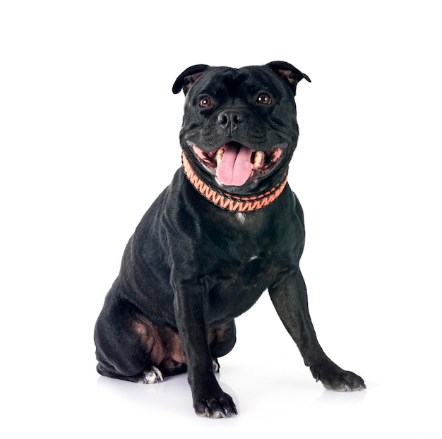 le bull terrier du Staffordshire