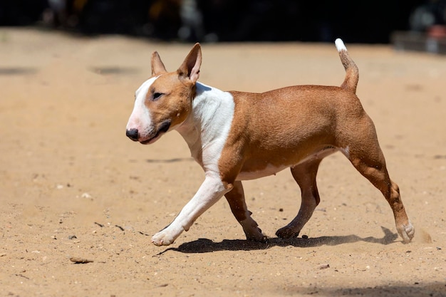 Bull terrier joue sur une aire de jeux pour chiens sablonneux