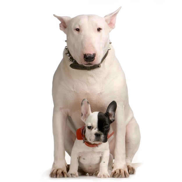 Bull terrier