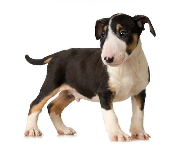 Bull terrier