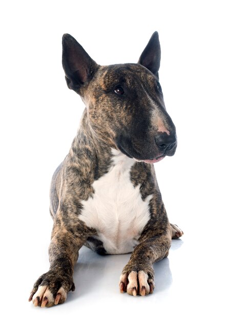 Bull terrier