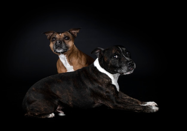 Bull terriers du Staffordshire devant le mur noir