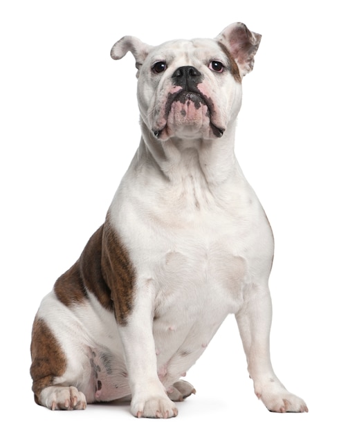 Bulldog anglais, 12 mois, assis devant le mur blanc