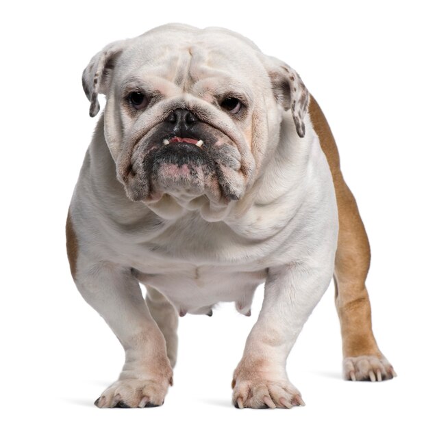 Bulldog anglais, 5 ans, debout devant le mur blanc