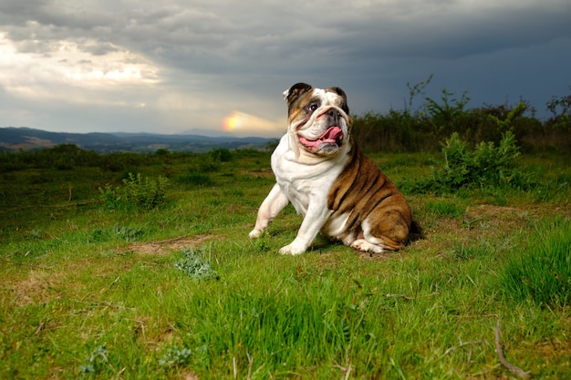 Bulldog anglais assis sur le terrain