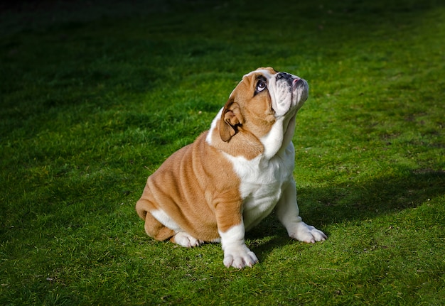 Bulldog anglais attendant dans l&#39;herbe