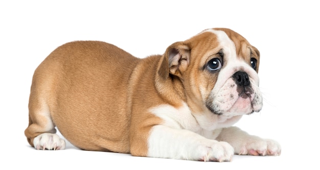 Bulldog anglais chiot couché isolé sur blanc