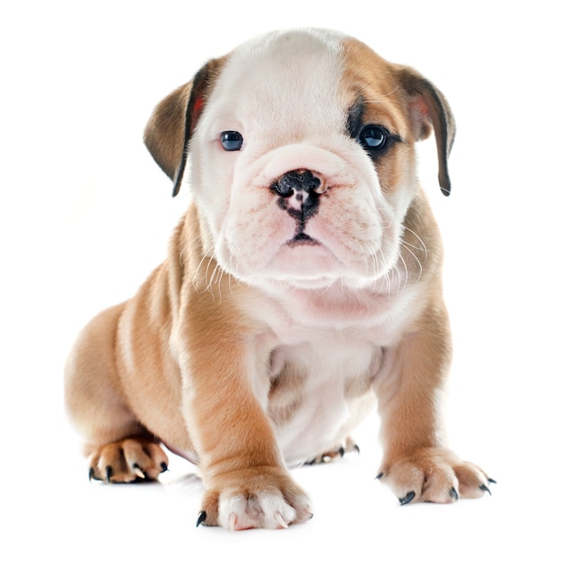 bulldog anglais de chiot