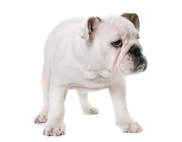 bulldog anglais de chiot