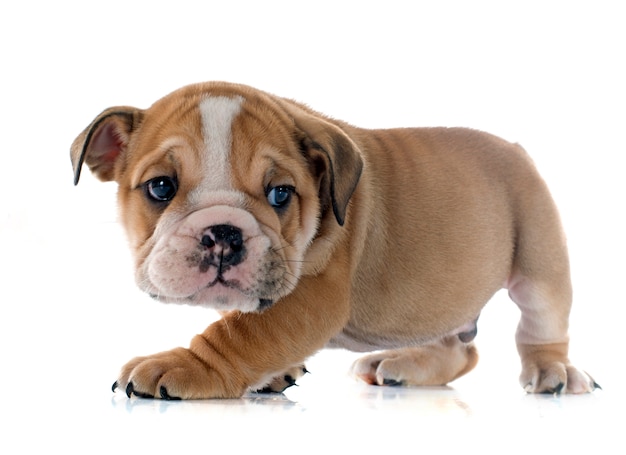 bulldog anglais de chiot