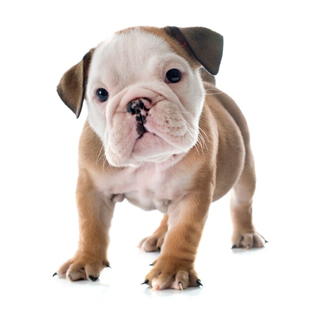 bulldog anglais de chiot