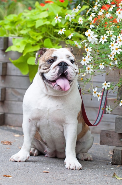 Bulldog anglais dans le parc