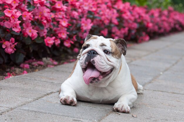 Bulldog anglais mignon se reposant dans le jardin